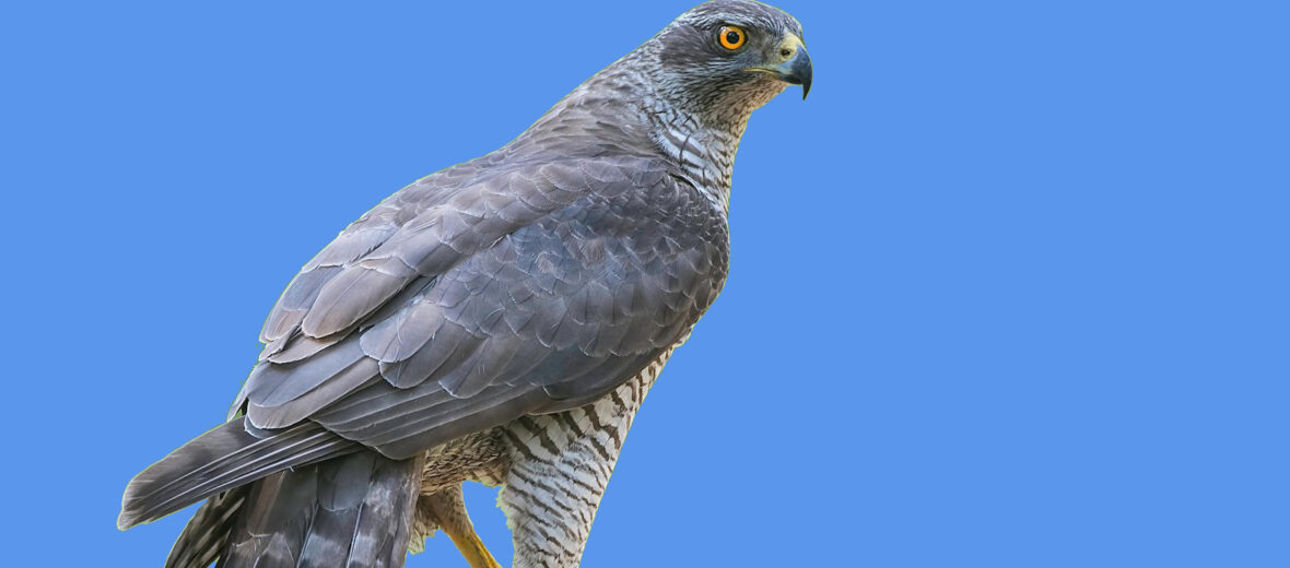 northern goshawk