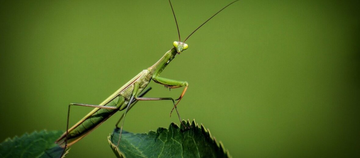 praying mantis