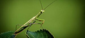 praying mantis