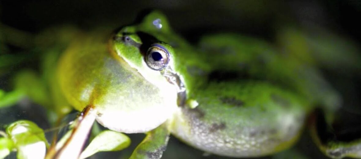 Pacific tree frog