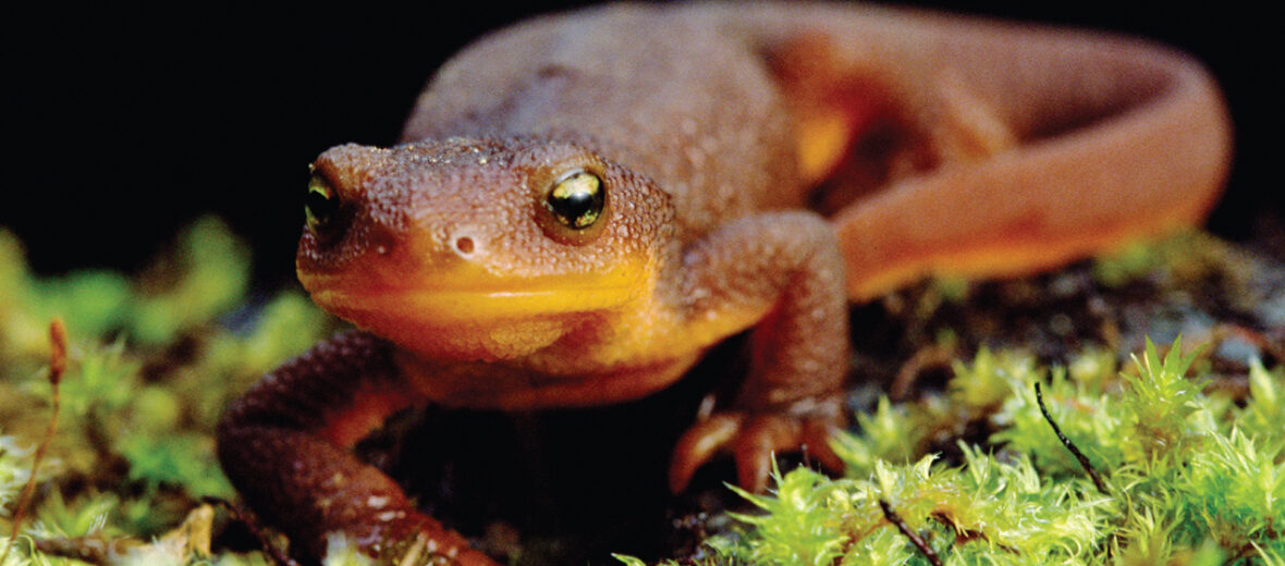 rough-skinned newt