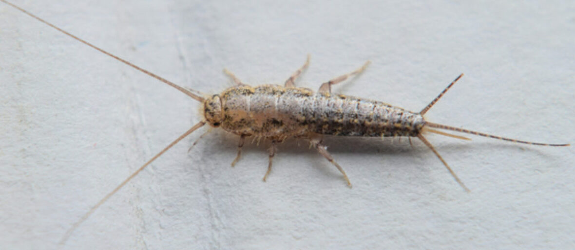 silverfish, Critter Science
