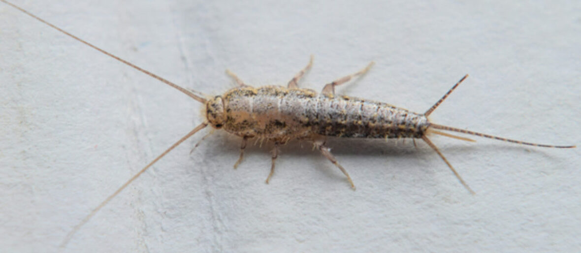 silverfish