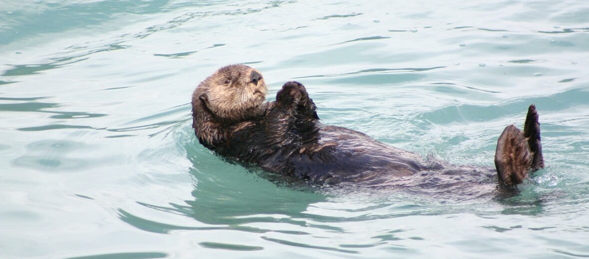 sea otter