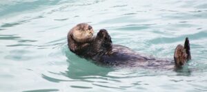sea otter