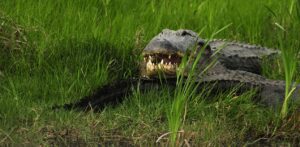 American alligator