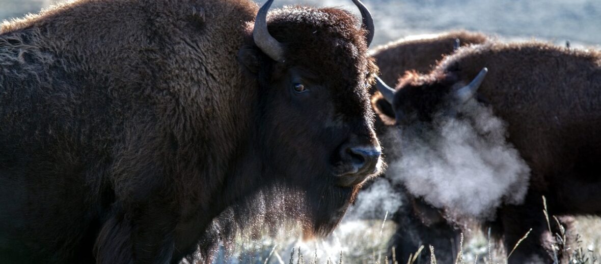 American bison