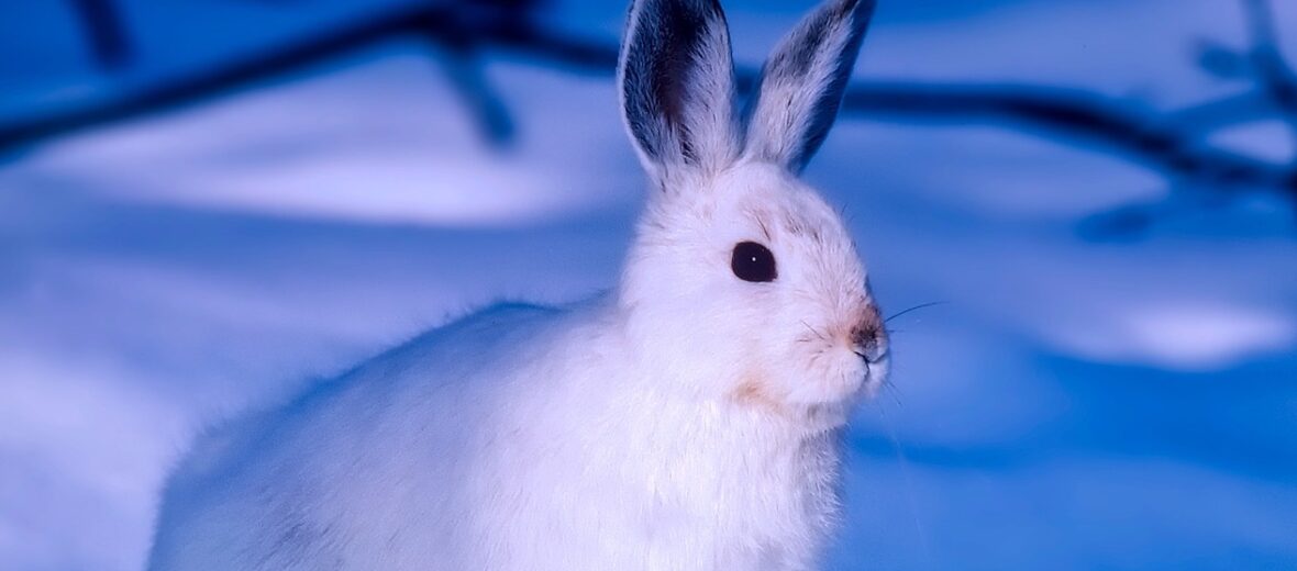 arctic hare