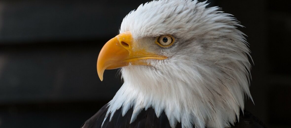 bald eagle