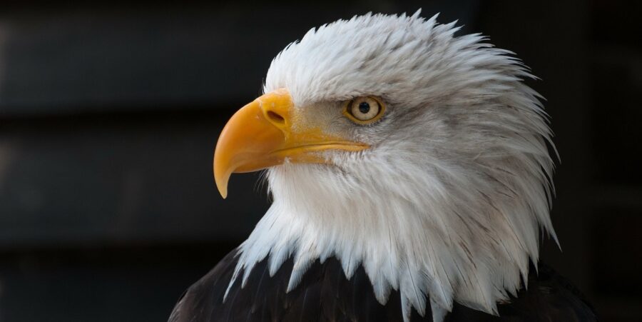 The Misunderstood Bald Eagle | Critter Science