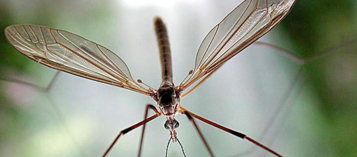 crane fly