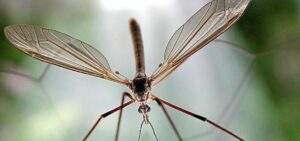 crane fly