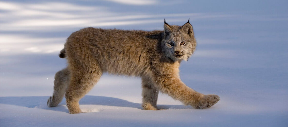 Animal Facts: Canada Lynx