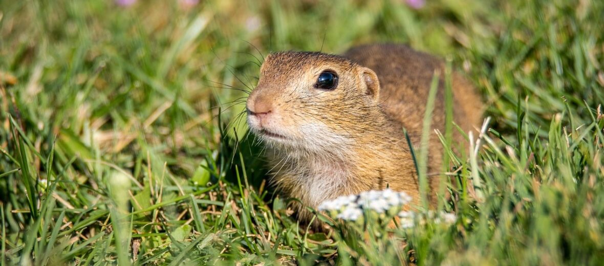 gopher, Critter Science