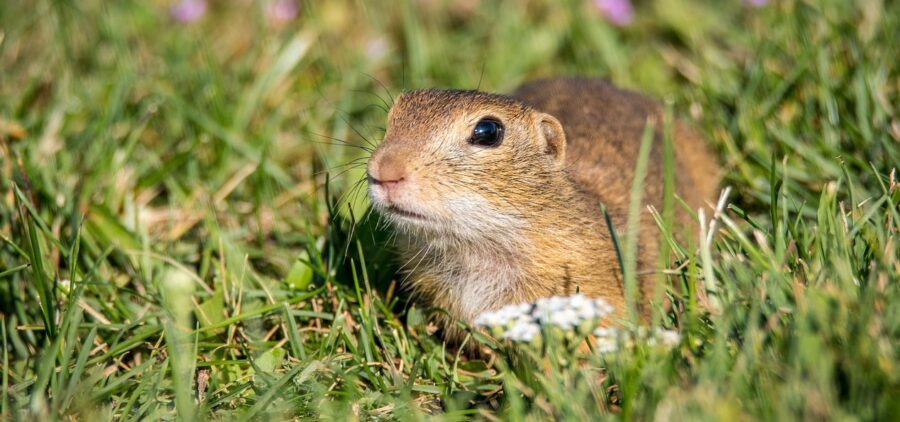 The Lowly Gopher | Critter Science