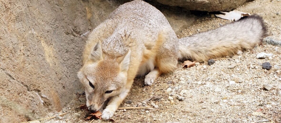 kit fox