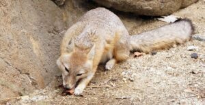 kit fox