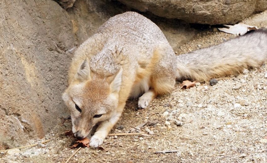 kit fox