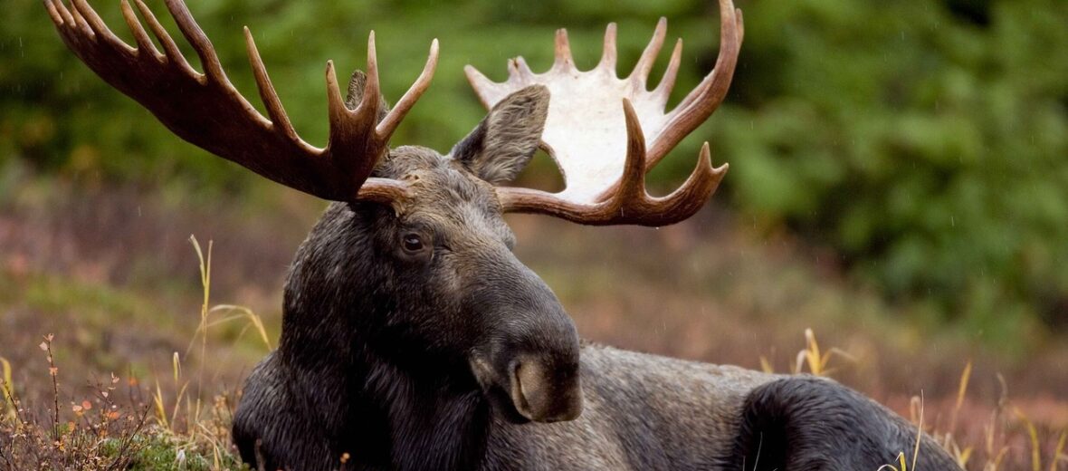 moose