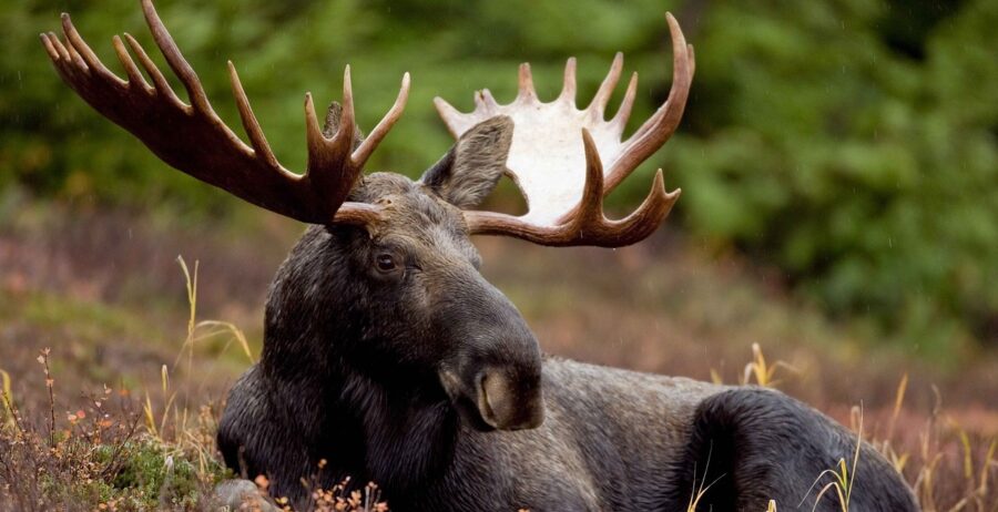 The Statuesque Moose | Critter Science