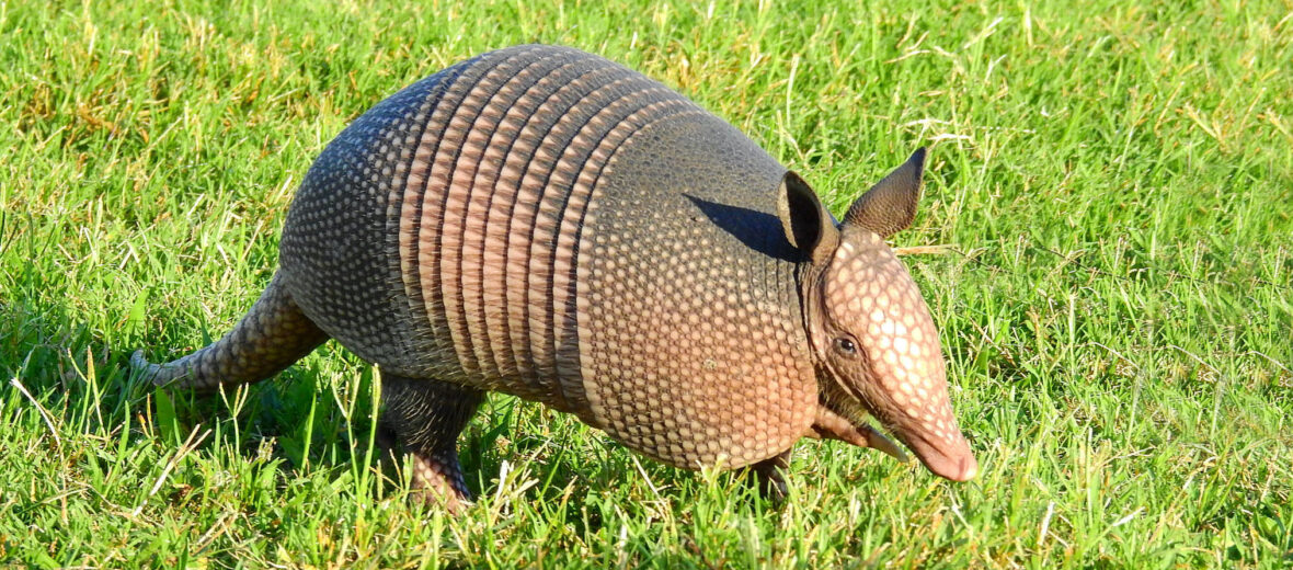 nine-banded armadillo