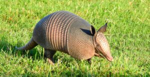 nine-banded armadillo