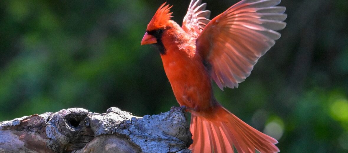 northern cardinal, Critter Science