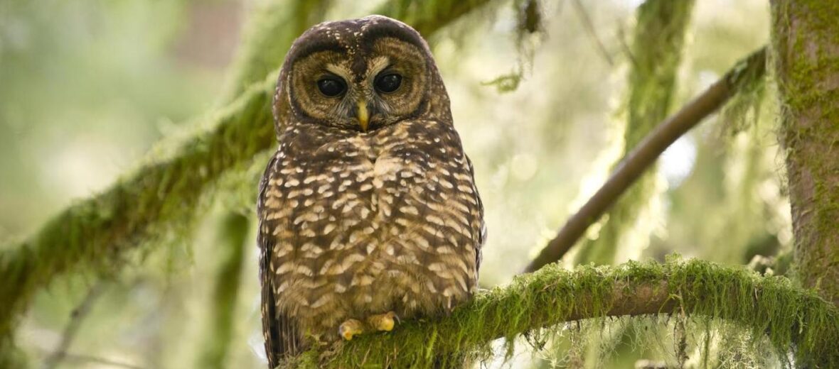 northern spotted owl, Critter Science