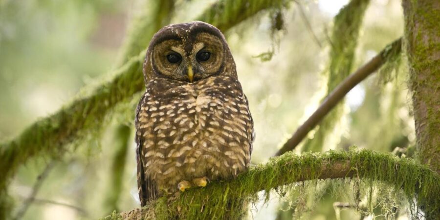 The Northern Spotted Owl | Critter Science