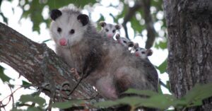 opossum