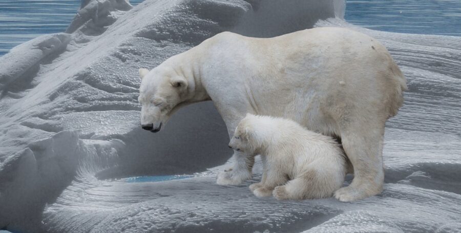 The Highly Endangered Polar Bear | Critter Science