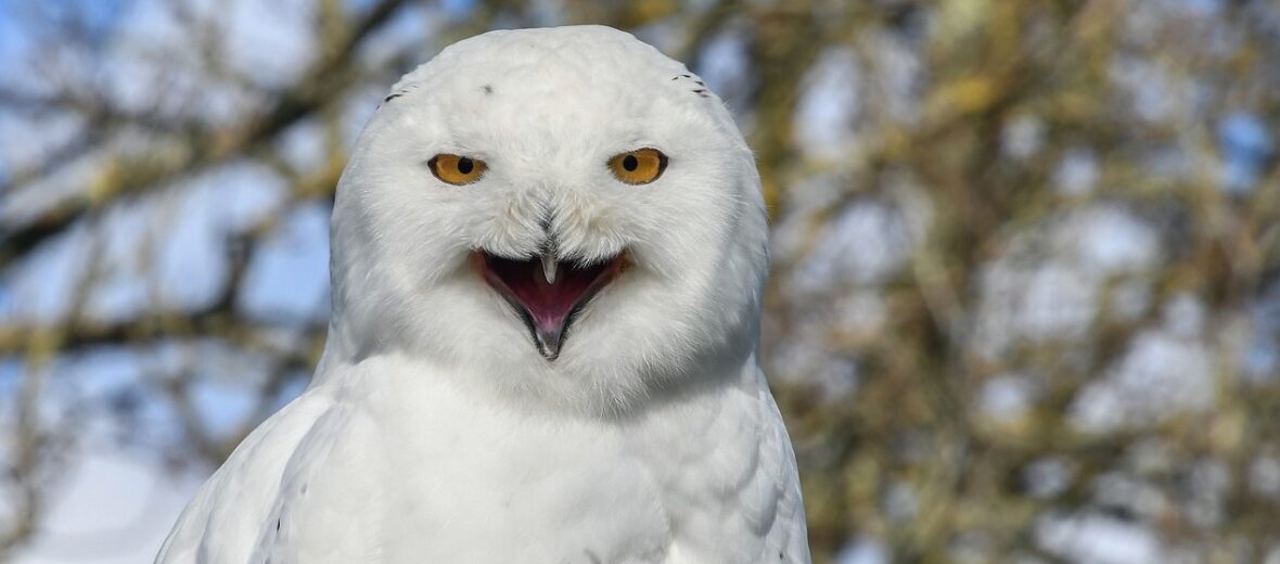 snowy owl