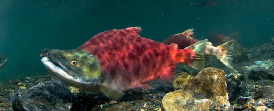 The Sockeye Salmon | Critter Science