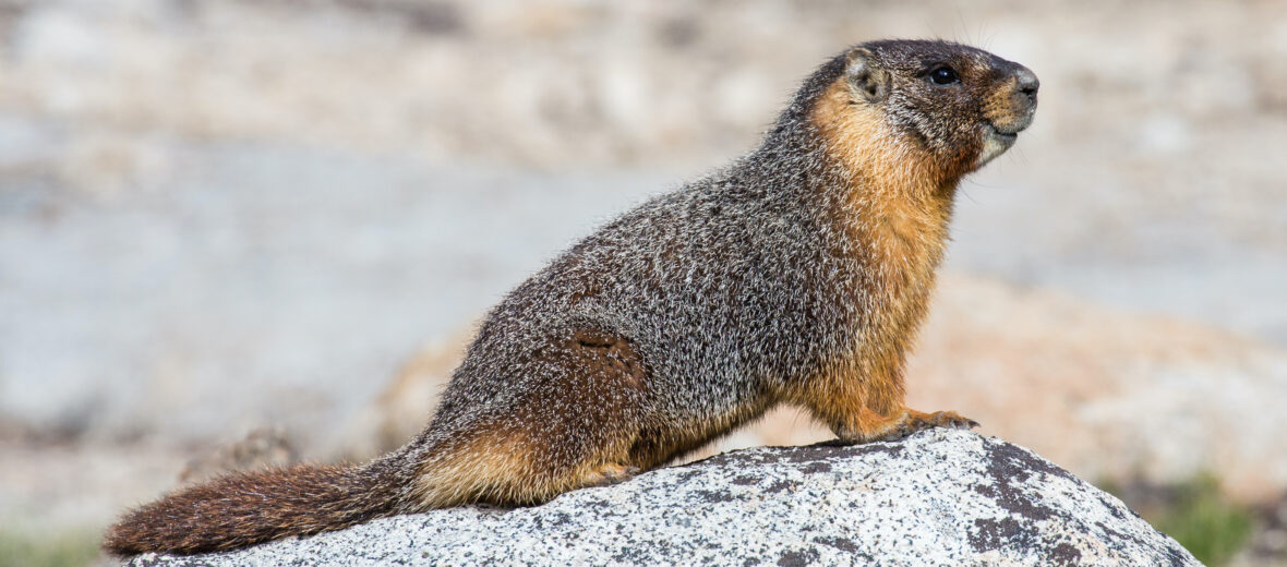 yellow-bellied marmot