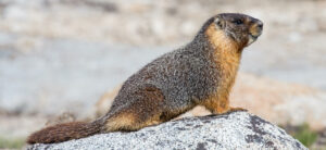 yellow-bellied marmot