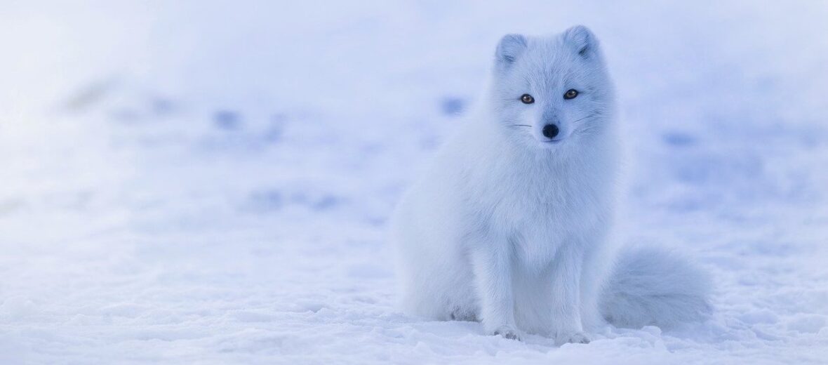 arctic fox in the tundra