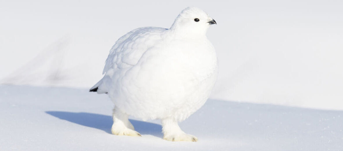 Arctic grouse, Critter Science