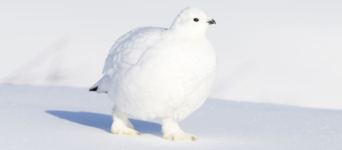 arctic ptarmigan