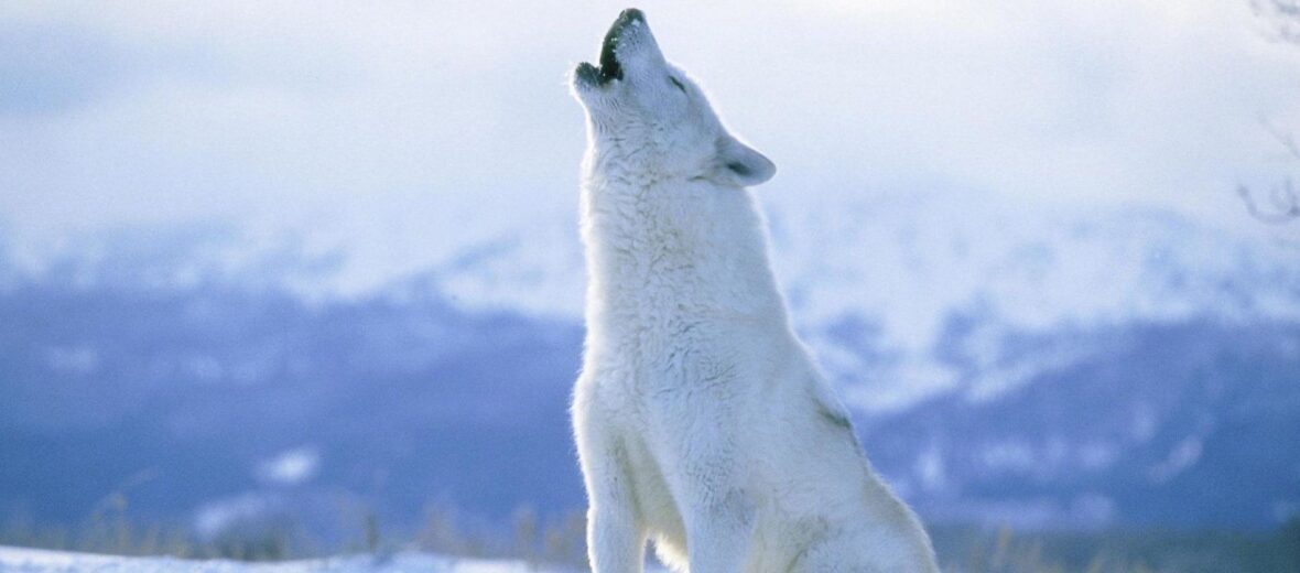 learn about arctic wolves