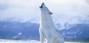 Arctic wolf