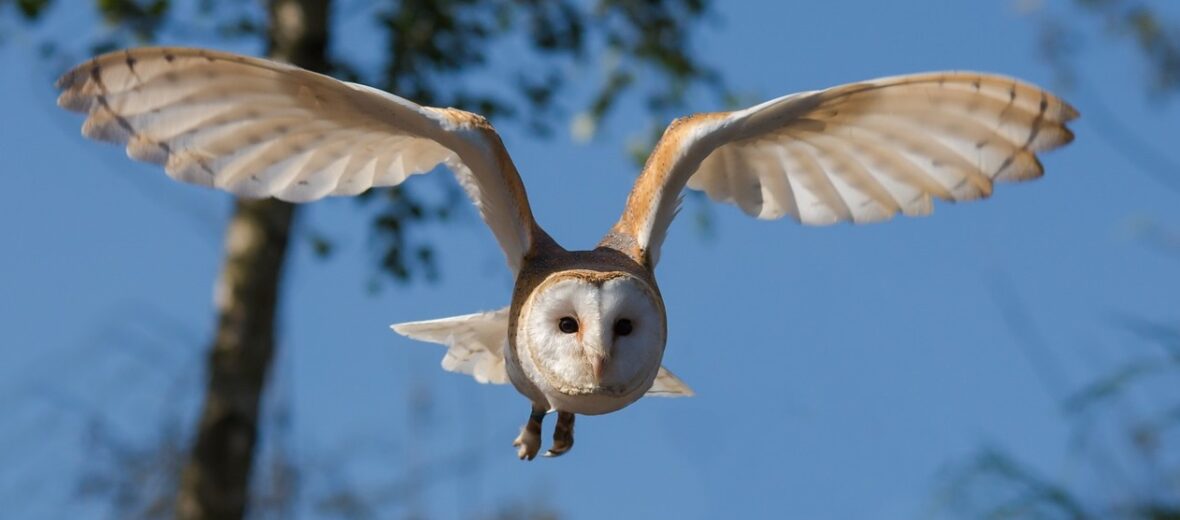 barn owl