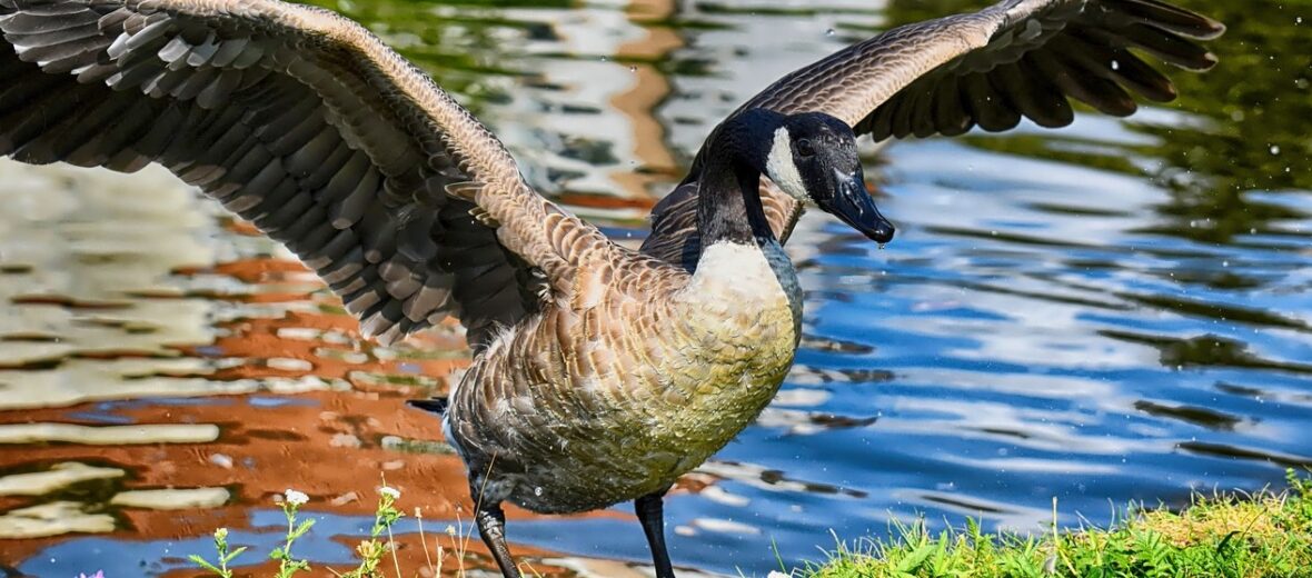 Canada goose