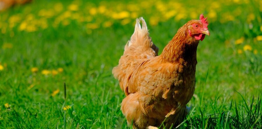 The Beloved Chicken | Critter Science