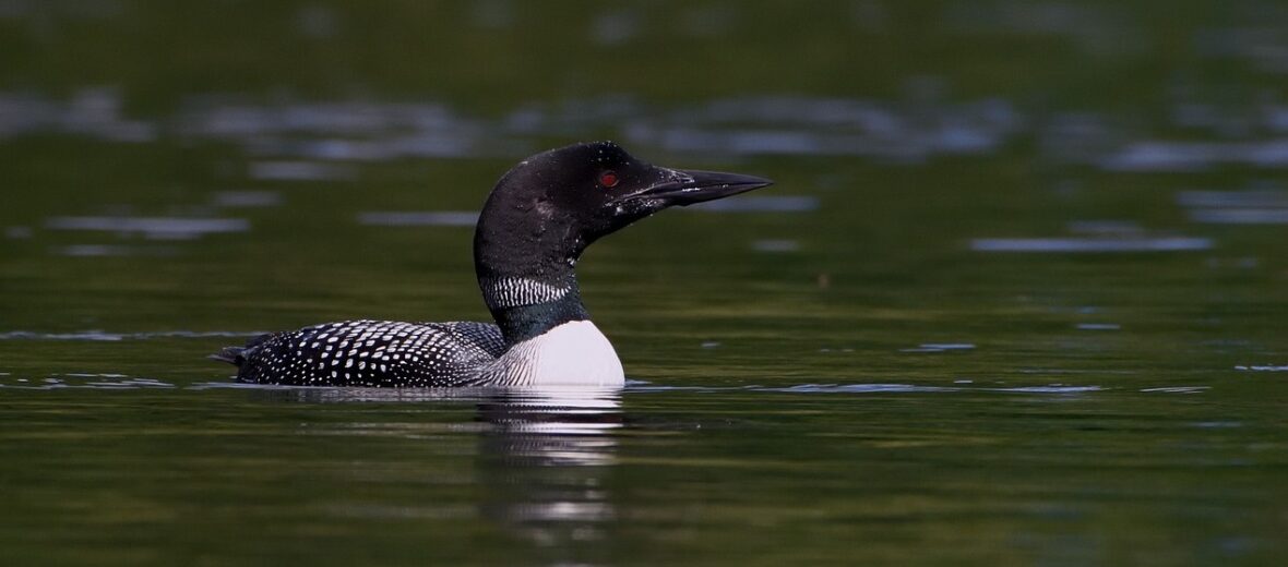 common loon, Critter Science