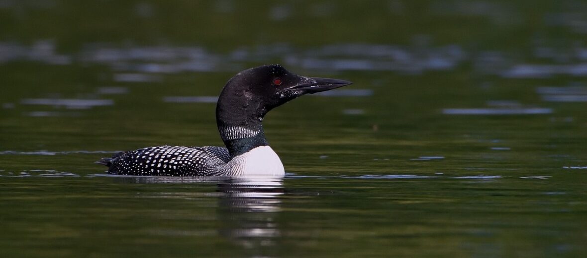 common loon