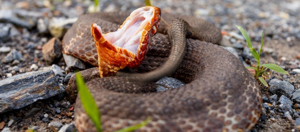 cottonmouth