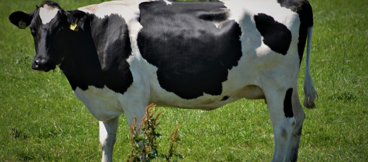 domestic cow