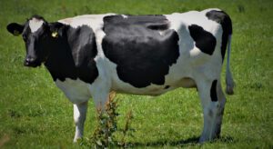 domestic cow
