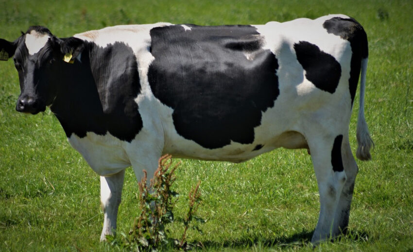 domestic cow