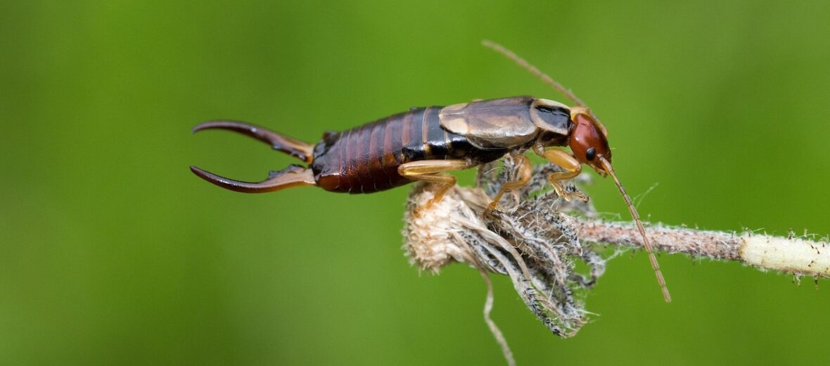 earwig